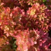 Hydrangea paniculata 'Graffiti' - Aedhortensia 'Graffiti' C5/5L